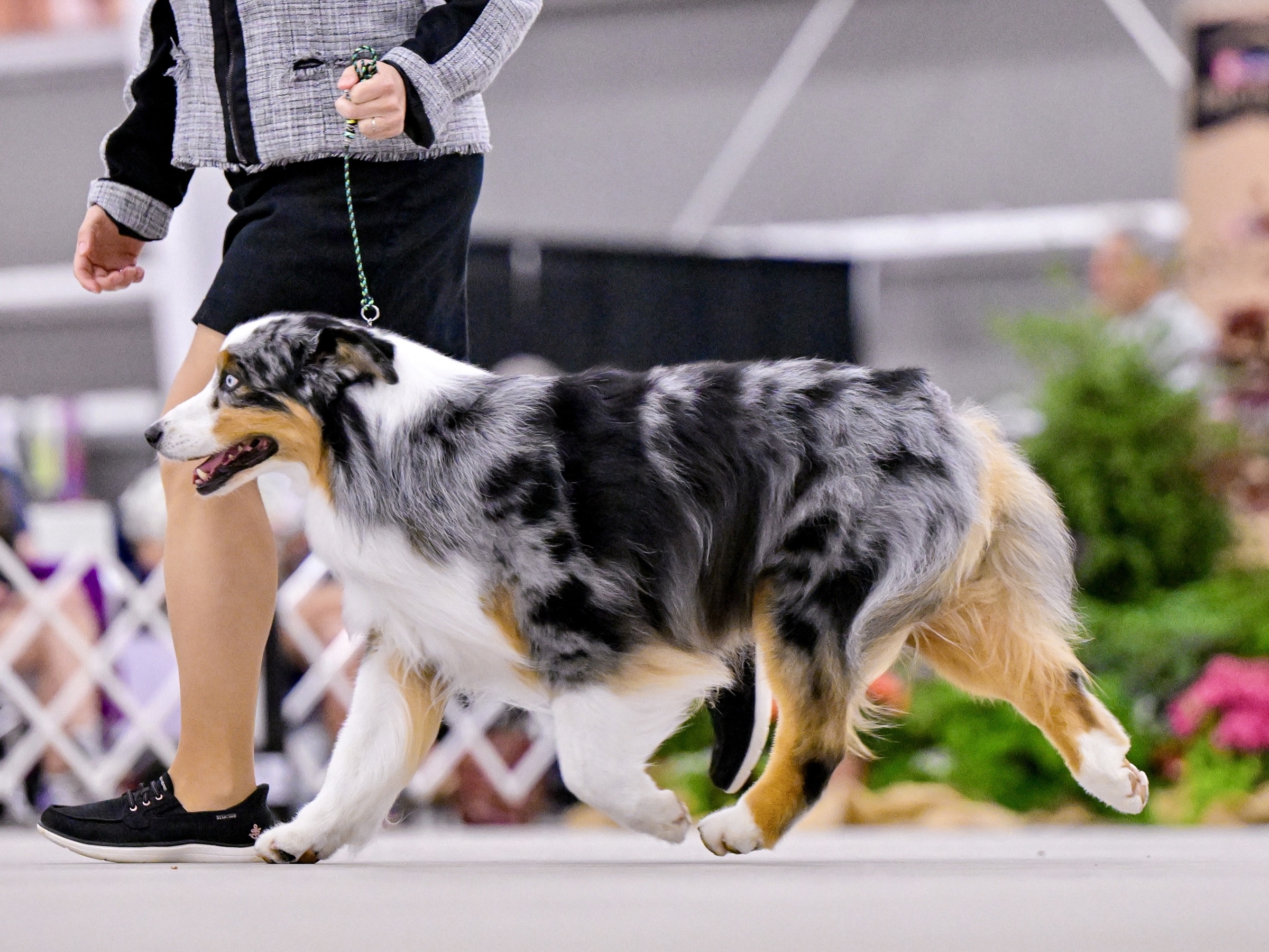 Diezel, an Australian Shepherd